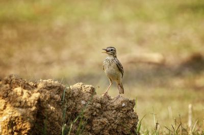 Orientspornpieper / Paddyfield Pipit